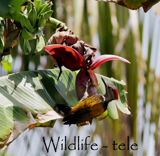 Choosing a lens to shoot a&nbsp;subject