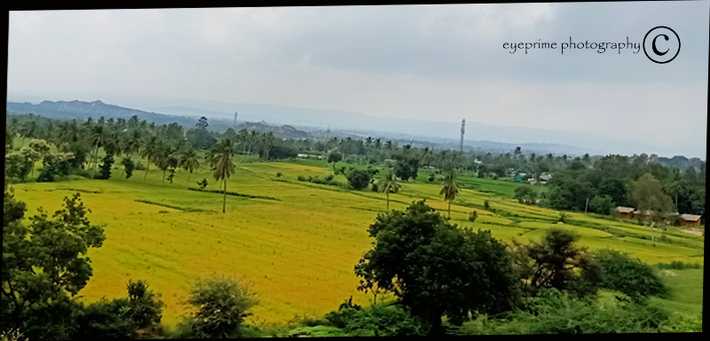 The Benefits of Organic Farming