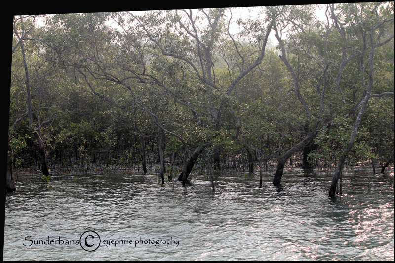 Sunderbans: the jungle you can’t step&nbsp;on!